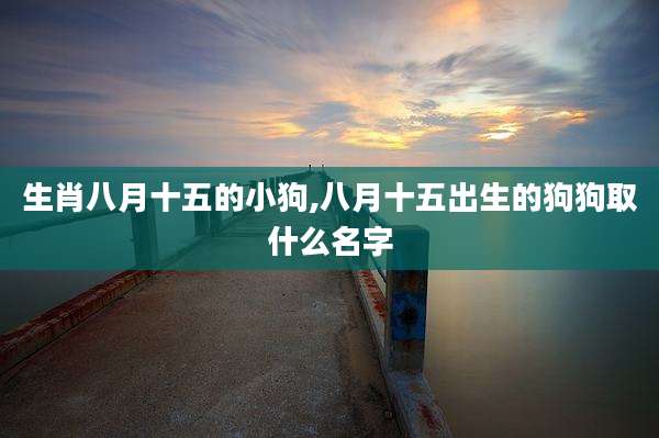 生肖八月十五的小狗,八月十五出生的狗狗取什么名字