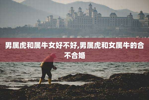 男属虎和属牛女好不好,男属虎和女属牛的合不合婚