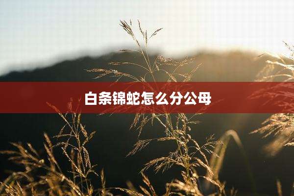 白条锦蛇怎么分公母