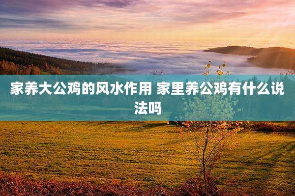 家养大公鸡的风水作用 家里养公鸡有什么说法吗