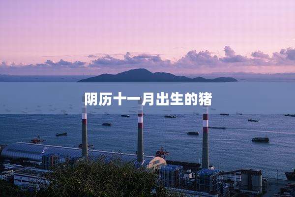 阴历十一月出生的猪