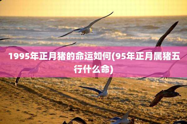 1995年正月猪的命运如何(95年正月属猪五行什么命)