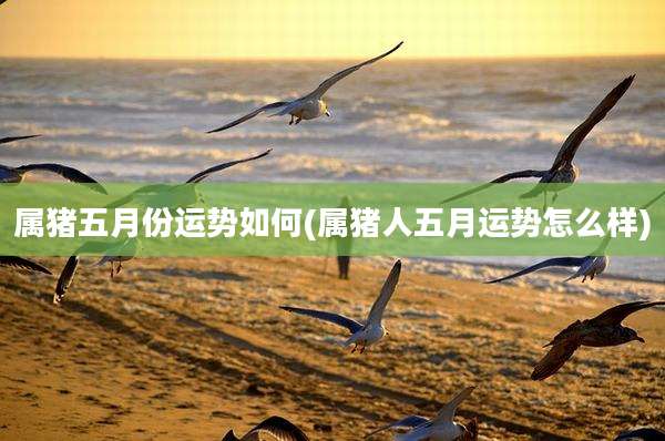 属猪五月份运势如何(属猪人五月运势怎么样)
