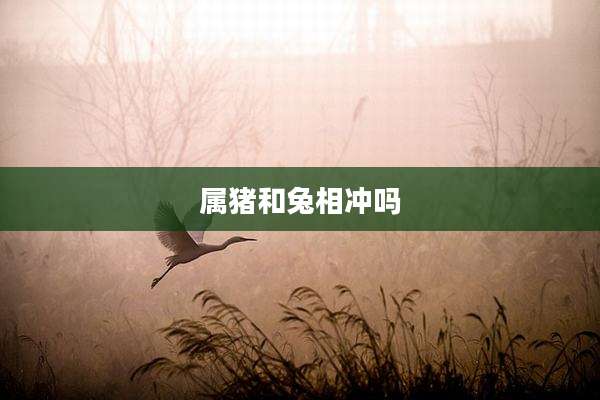 属猪和兔相冲吗