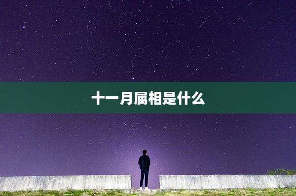 十一月属相是什么
