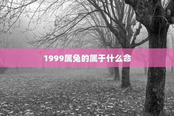 1999属兔的属于什么命