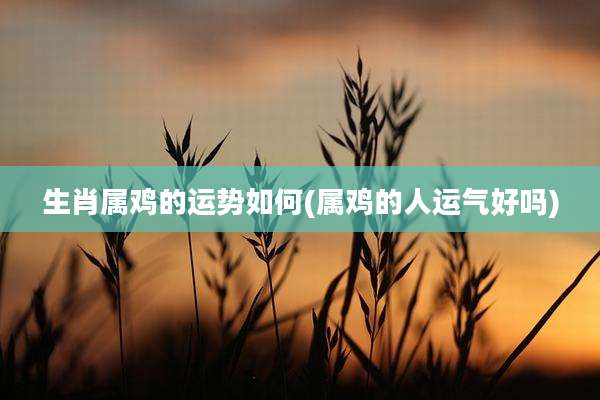 生肖属鸡的运势如何(属鸡的人运气好吗)