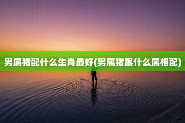 男属猪配什么生肖最好(男属猪跟什么属相配)