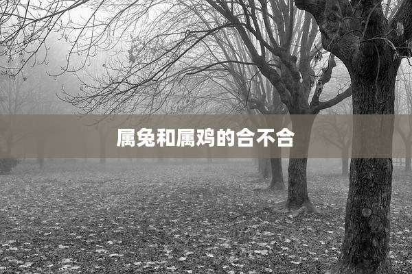 属兔和属鸡的合不合