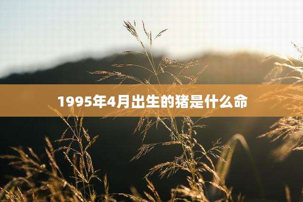 1995年4月出生的猪是什么命