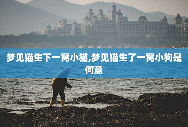 梦见猫生下一窝小猫,梦见猫生了一窝小狗是何意