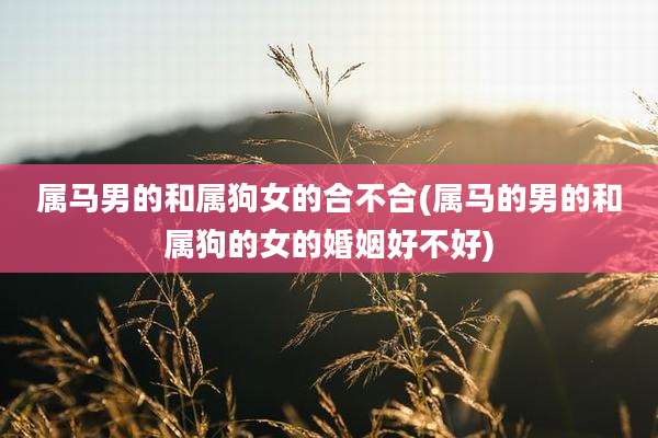 属马男的和属狗女的合不合(属马的男的和属狗的女的婚姻好不好)