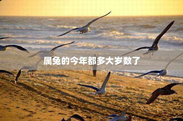属兔的今年都多大岁数了