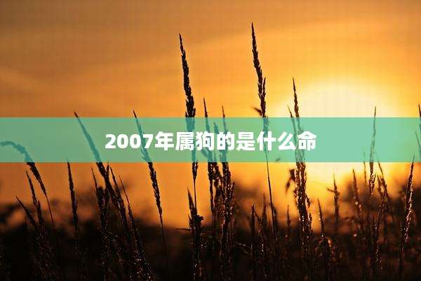2007年属狗的是什么命