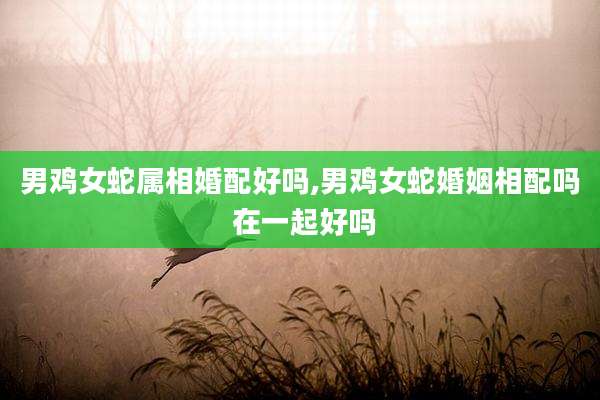 男鸡女蛇属相婚配好吗,男鸡女蛇婚姻相配吗 在一起好吗