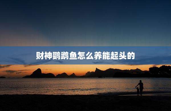 财神鹦鹉鱼怎么养能起头的