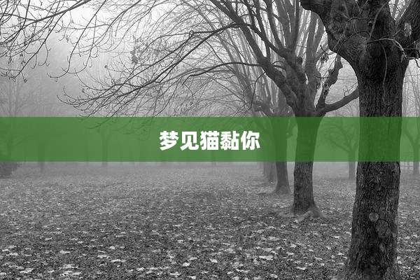 梦见猫黏你