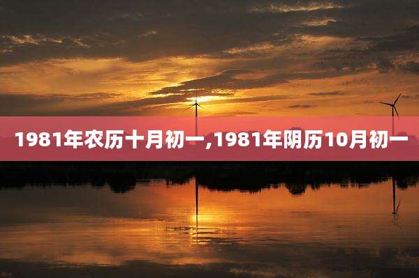 1981年农历十月初一,1981年阴历10月初一