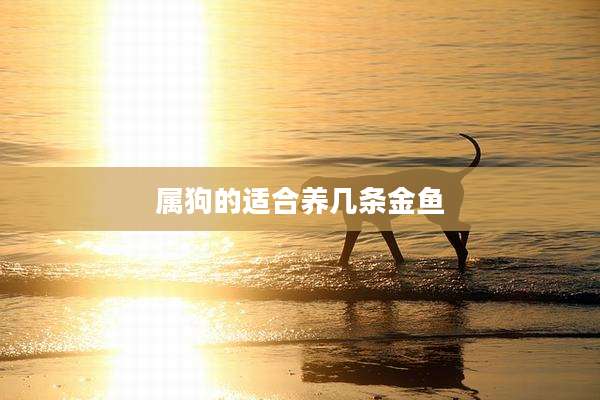 属狗的适合养几条金鱼