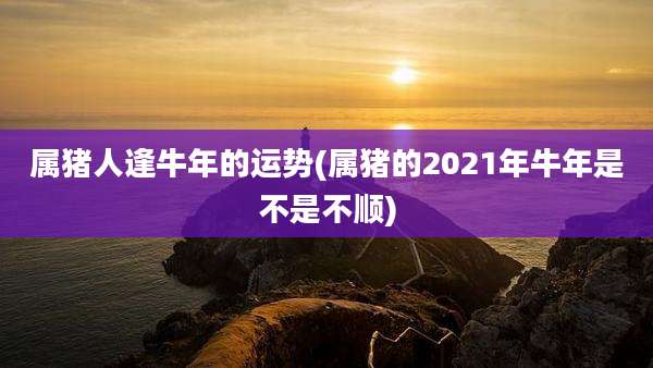 属猪人逢牛年的运势(属猪的2021年牛年是不是不顺)