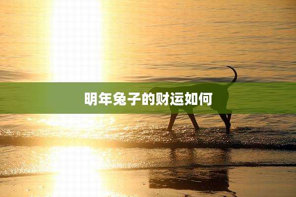 明年兔子的财运如何