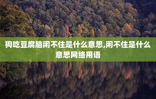 狗吃豆腐脑闲不住是什么意思,闲不住是什么意思网络用语