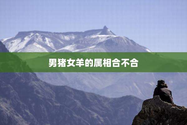 男猪女羊的属相合不合