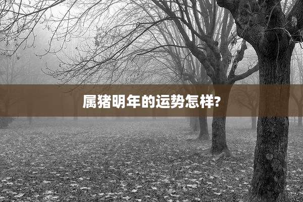 属猪明年的运势怎样?