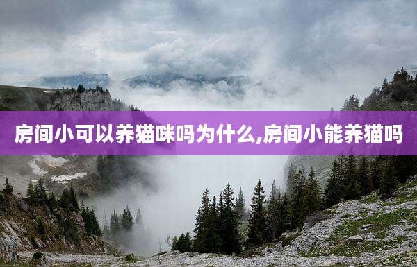 房间小可以养猫咪吗为什么,房间小能养猫吗
