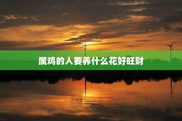 属鸡的人要养什么花好旺财