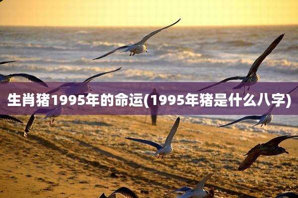 生肖猪1995年的命运(1995年猪是什么八字)