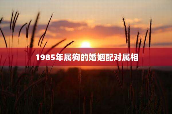 1985年属狗的婚姻配对属相