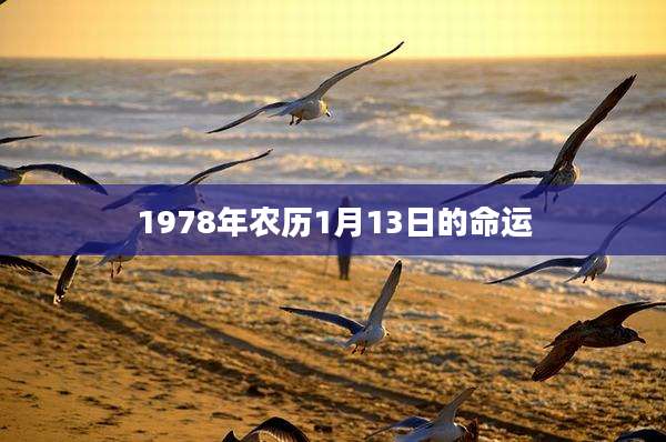 1978年农历1月13日的命运