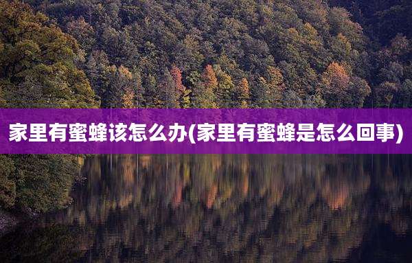 家里有蜜蜂该怎么办(家里有蜜蜂是怎么回事)