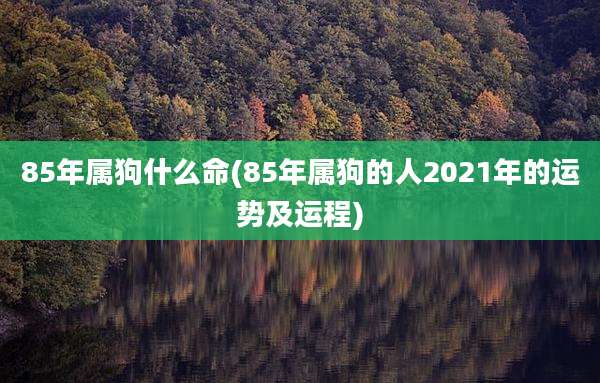 85年属狗什么命(85年属狗的人2021年的运势及运程)