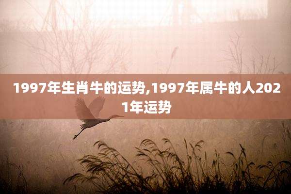 1997年生肖牛的运势,1997年属牛的人2021年运势