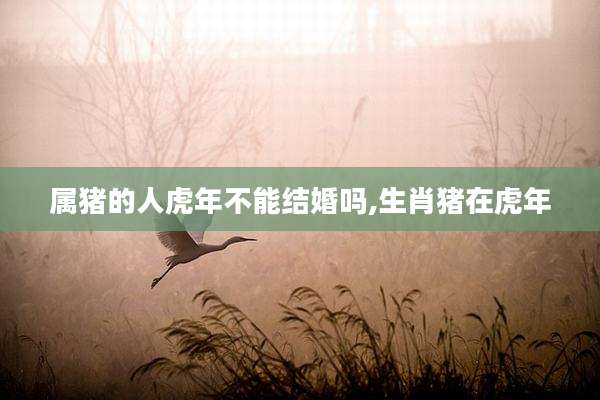 属猪的人虎年不能结婚吗,生肖猪在虎年