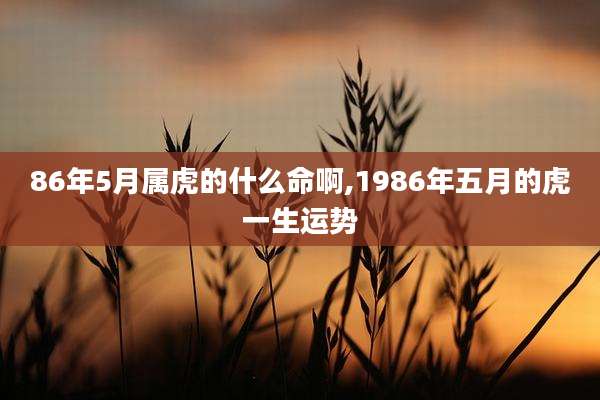 86年5月属虎的什么命啊,1986年五月的虎一生运势