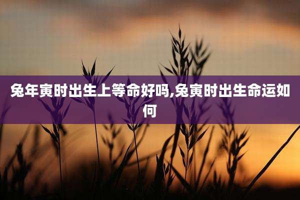 兔年寅时出生上等命好吗,兔寅时出生命运如何
