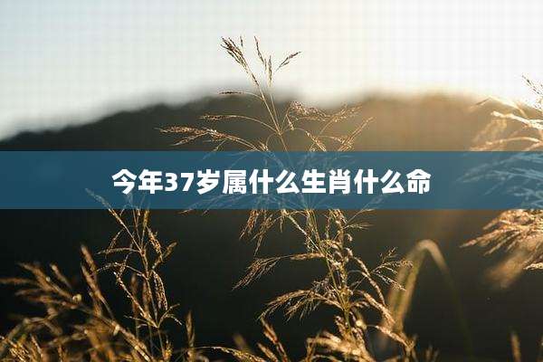今年37岁属什么生肖什么命