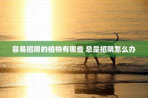 容易招阴的植物有哪些 总是招阴怎么办