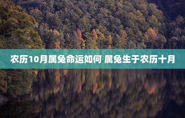 农历10月属兔命运如何 属兔生于农历十月