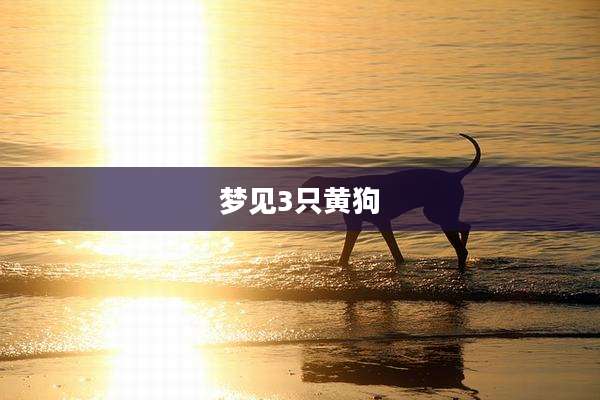 梦见3只黄狗