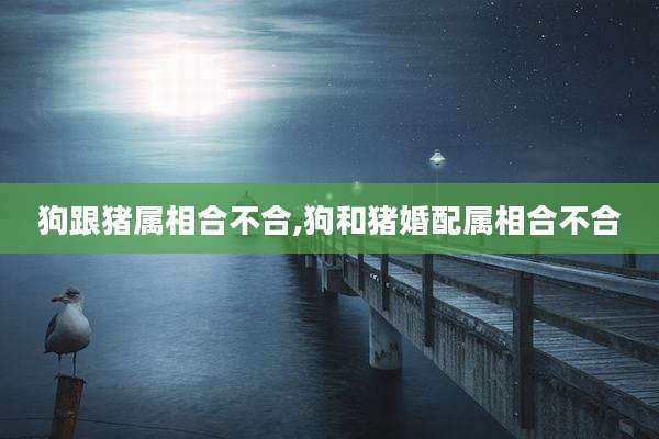 狗跟猪属相合不合,狗和猪婚配属相合不合
