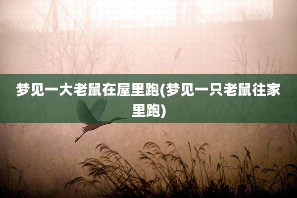 梦见一大老鼠在屋里跑(梦见一只老鼠往家里跑)