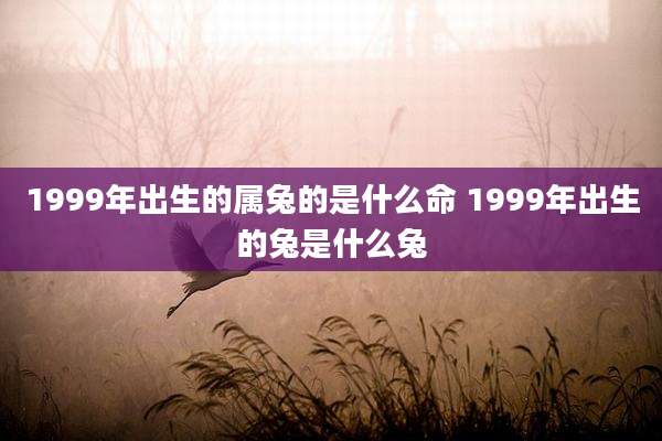 1999年出生的属兔的是什么命 1999年出生的兔是什么兔