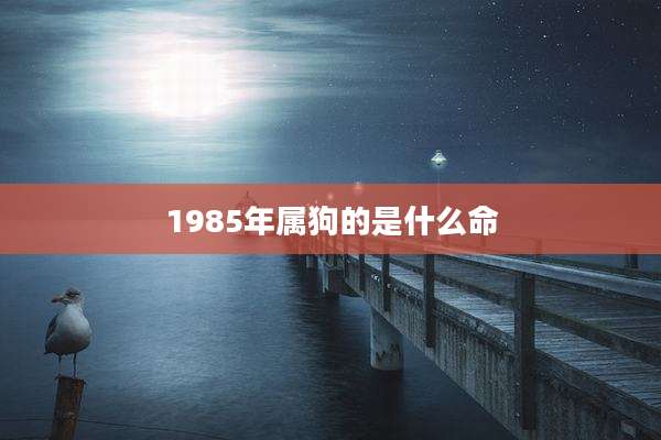 1985年属狗的是什么命
