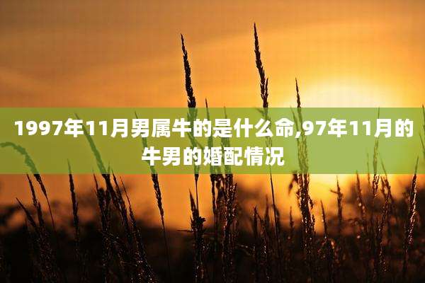 1997年11月男属牛的是什么命,97年11月的牛男的婚配情况
