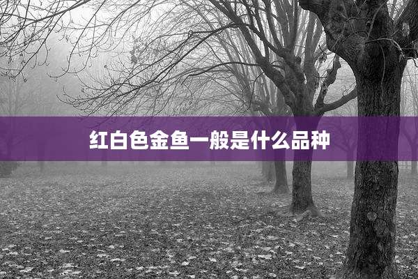 红白色金鱼一般是什么品种