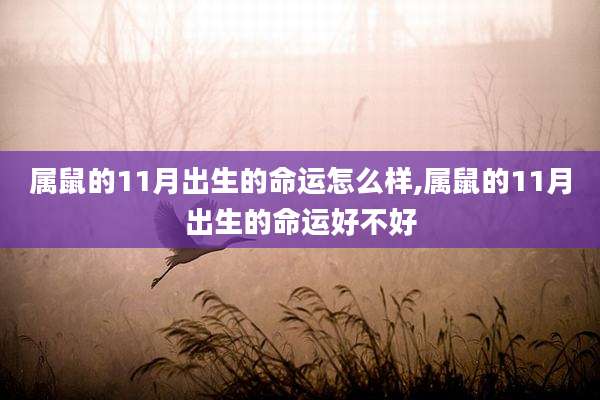 属鼠的11月出生的命运怎么样,属鼠的11月出生的命运好不好